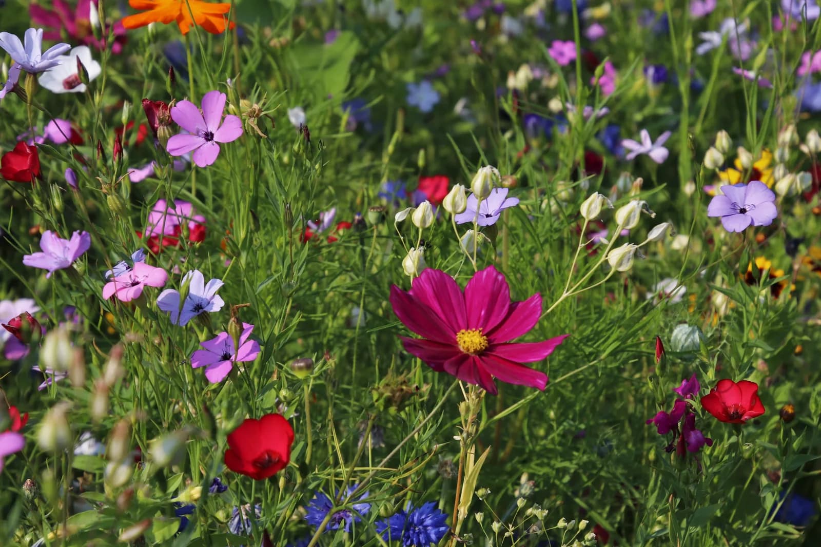 Bepflanzung im Allgäuer Garten